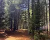 A beautiful grove surrounded by pines and hardwoods A beautiful grove surrounded by pines and hardwoods