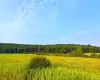 299 WALT PHILLIPS, Guilford, NY, ,Land,For Rent,WALT PHILLIPS,0,1039104 299 WALT PHILLIPS, Guilford, NY, ,Land,For Rent,WALT PHILLIPS,0,1039104