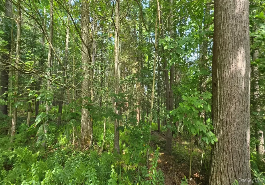Lot 6 NYS 52, Tusten, NY, ,Land,For Rent,NYS 52,0,1038729 Lot 6 NYS 52, Tusten, NY, ,Land,For Rent,NYS 52,0,1038729