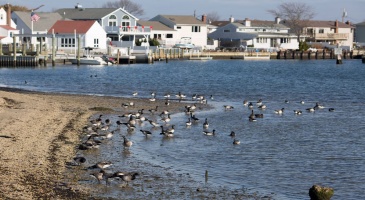 Massapequa, NY, ,3517075