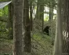 The Bear?? is free The Bear?? is free