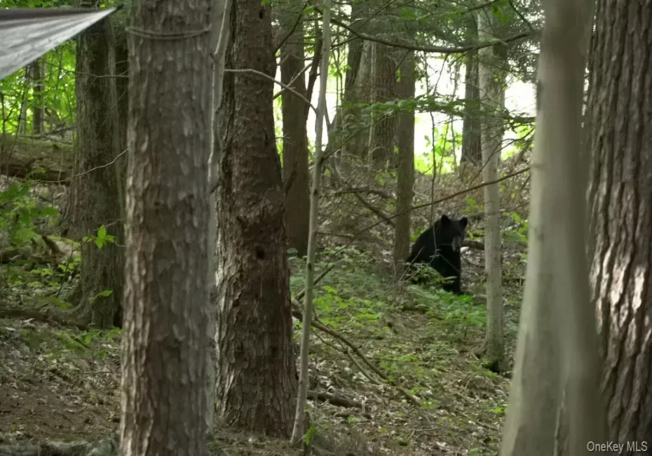 The Bear?? is free The Bear?? is free