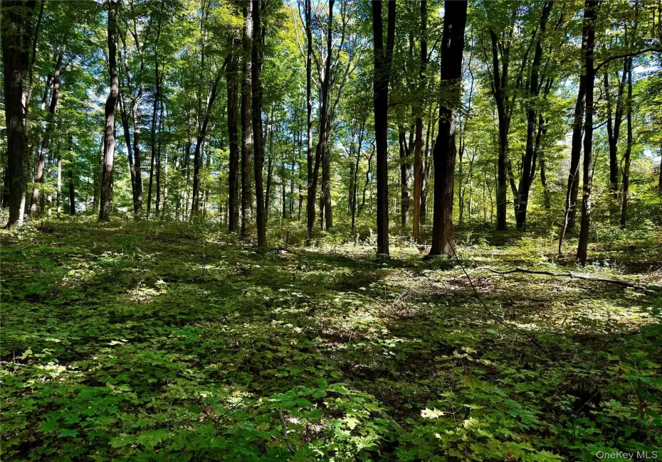 View of wooded area View of wooded area
