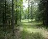 View of local wildernessDriveway to building site featuring a forest view View of local wildernessDriveway to building site featuring a forest view