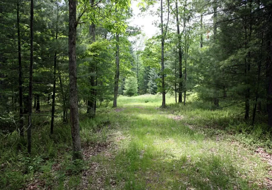 View of local wildernessDriveway to building site featuring a forest view View of local wildernessDriveway to building site featuring a forest view
