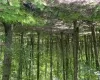 Flat, wooded 5 acres Flat, wooded 5 acres