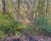 0 Budd Lane, North East, NY, ,Land,For Rent,Budd,0,1018006 0 Budd Lane, North East, NY, ,Land,For Rent,Budd,0,1018006