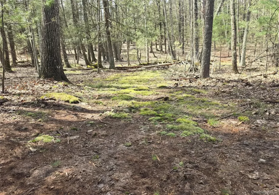 Lot 5 Evergreen Drive, Saugerties, NY, ,Land,For Rent,Evergreen,0,986201 Lot 5 Evergreen Drive, Saugerties, NY, ,Land,For Rent,Evergreen,0,986201