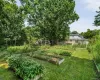 Expansive backyard garden featuring multiple raised beds and mature surrounding trees Expansive backyard garden featuring multiple raised beds and mature surrounding trees