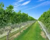 Vines Vines